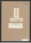 Navicula entomon Ehrh. (de-Toni-Nr.: Genus 1, Species 248) Zeichnungen Sammlung Grunow Nr. 592 (NHMW-BOT-W0366950)